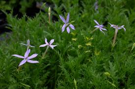 Image result for Eriosema laurentii