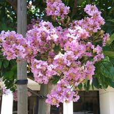 Image result for Grewia inaequilatera