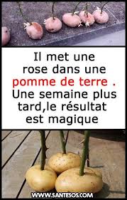Il Met Une Rose Dans Une Pomme De Terre Une Semaine Plus Tard Le Resultat Est Magique Rose Pommed Succulent Garden Diy Indoor Little Gardens Garden Online