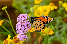Butterflies favor zinnias, which are also good cutting flowers. Create A Beautiful Butterfly Garden Garden Design