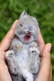 Un Bebe Lapin Trop Mignon Cute Little Animals Cute Baby Animals