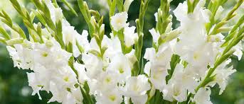 Image result for Gladiolus magnificus