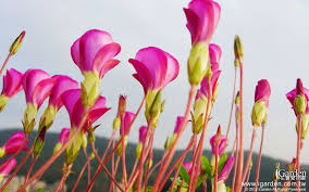 花園桌布 酢漿草 flowers plants shamrock