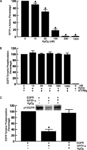 541 x 835 · jpeg. Oxidative Inhibition Of Receptor Type Protein Tyrosine Phosphatase K By Ultraviolet Irradiation Activates Epidermal Growth Factor Receptor In Human Keratinocytes Journal Of Biological Chemistry