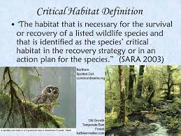 The environment in which an animal or plant normally lives or grows. The Biological Foundation Of Critical Habitat For Species At Risk A Literature Review Loggerhead Shrike Astrobirdphoto Com Ppt Download