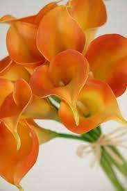 Orange Calla Lily Calla Lily Flowers Bouquet Gift Mini Calla Lilies