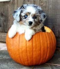 Browse thru our id verified puppy for sale listings if you are unable to find your puppy in our puppy for sale or dog for sale sections, please consider looking thru thousands of dogs for adoption. Southern California Mini Australian Shepherd Breeder
