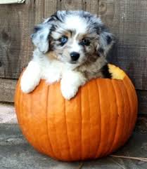 Love your dog's life™ · holistic & all natural · 100% made in the usa Southern California Mini Australian Shepherd Breeder