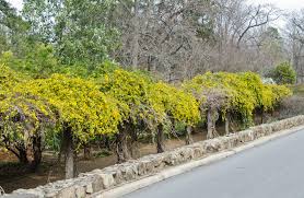 Image result for Gelsemium