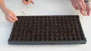 We did not find results for: About Pelleted Seed Youtube