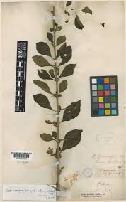 Image result for Catunaregam