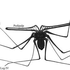 Check spelling or type a new query. Pdf The Behavioral Ecology Of Amblypygids