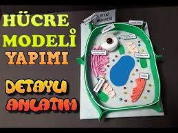Hucre Modeli Yapimi Bitki Hucresi Cell Model Youtube