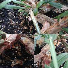 It's always helpful to know the origin of a plant to better understand the plant should be robust, deep green in color, soil should be moist (press your finger tip in to check) and free of mold. Is There Something Wrong With My Christmas Cactus Fungus Looking Things In The Soil And On One Branch It Was Over Watered About A Month Or Two Ago So I Ve Been Watering It Much