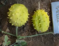 Image result for Cucumis ficifolius