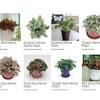 With this free app, you can leave the plant identification process to the professionals. Https Encrypted Tbn0 Gstatic Com Images Q Tbn And9gctppto7wwz5dfq Hgcqbrbbsd1pj1u6paikxify2ku1tqemihyv Usqp Cau