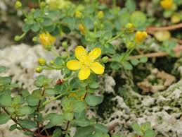 Image result for Hypericum revolutum