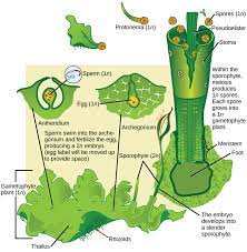 Ch 29 plant diversity i mastering biology at auburn university. 25 3b Liverworts And Hornworts Biology Libretexts