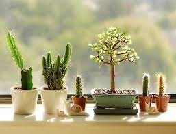 Include climbing plants to outdoor and indoor garden spaces. Indoor Growing Plants