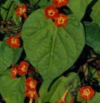 Image result for Astripomoea