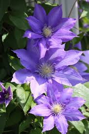 They are also lovely and common enough to easily find. Sun Or Shade How Sunlight Affects Plants Longfield Gardens
