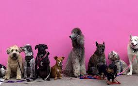Maybe you would like to learn more about one of these? How To Make Street Dogs Stop Barking With A Simple Trick Hobo With A Laptop