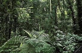 Photo 06044 Horizontal Indonesia Sumatra Tropical Rainforest Trees Flora Rain Forest Rainforest Trees Rainforest Tropical Rainforest
