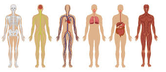 The lungs deliver oxygen into our blood stream. The Human Body Anatomy Facts Functions Live Science