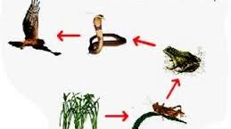 Suatu rantai makanan dikatakan sebagai rantai makanan detritus apabila tingkat trofi pertama rantai makanan terdiri dari atas fragmen bahan yang telah terurai. Pengertian Rantai Makanan Perumput