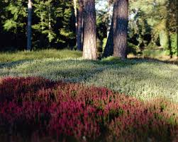 Besenheide Calluna Vulgaris Heidekraut Pflanzen Blumen 99roots Com Besenheide Heidekraut Trockengarten