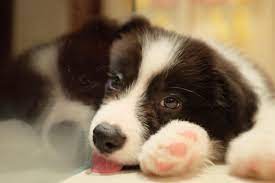 Currently taking deposits on eight female and … litter of seven healthy border collie puppies, fourm,threef born dec twenty eighth we have one blk/white males, one black/white females. Will A Border Collie Puppy Be Rough Or Smooth Coated