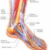 When the muscles tighten (contract) they pull on the tendons, which in. 1