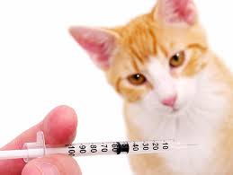 We did not find results for: Vaccine Related Sarcomas Petfinder