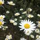 Library Nature Hike - San Bruno Mountain