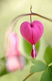 Mon Coeur De Mari Euh Joke Bleeding Hearts Pretty Flowers Beautiful Flowers