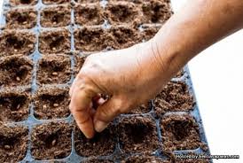 Posted on february 29, 2016 by ysuhaimi. Cara Mudah Menanam Tembikai Di Halaman Tidak Perlu Kebun Berekar Sentiasa Panas