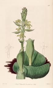 Image result for Satyrium macrophyllum