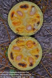 Image result for Strychnos madagascariensis