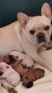 This lovely puppy has an akc registration from the american kennel. Gorgeous Akc French Bulldog Puppies For Sale In Pueblo Colorado Classified Americanlisted Com