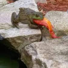 Do frogs eat goldfish water garden. Frog Eating A Goldfish From Garden Pond Imgur