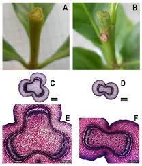 Image result for Rytigynia sp. F