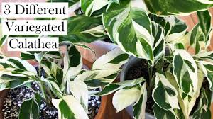 These plants like high humidity, but overly wet soils can lead to root rot and bacterial and fungal issues. 3 Variegated Calathea Compared White Tiger Fusion White And Louisae Variegata Youtube