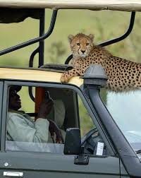 This Cheetah Jumped Into A Jeep On Safari Safari Cute Animal Pictures Animal Planet