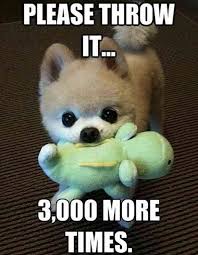 50 Hilarious And Relatable Dog Memes For National Dog Day Baby Animals Funny Funny Dog Memes Funny Animal Memes