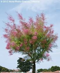 These large shrubs or small trees are useful in areas where wind, salt, and poor soil are challenges, as in coastal gardens. Tamarix Ramosissima Alchetron The Free Social Encyclopedia