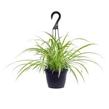 Image result for Chlorophytum anceps