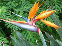 Image result for Strelitzia caudata
