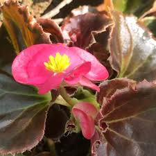 Image result for begonia semperflorens