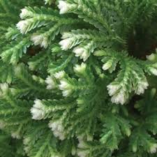 Image result for Selaginella molliceps