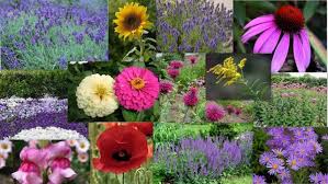 Thankfully, there are some beautiful summer garden flowers, many being north american natives, which are also great nectar and pollen plants favored by these old world native bees. Bumble Bees In The Garden Beautiful Blooms Llc Blog